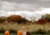 Fall Farm Fun Near Pittsburgh A young girl in a brown cardigan sits on a pumpkin in a pumpkin patch at the fall farms.