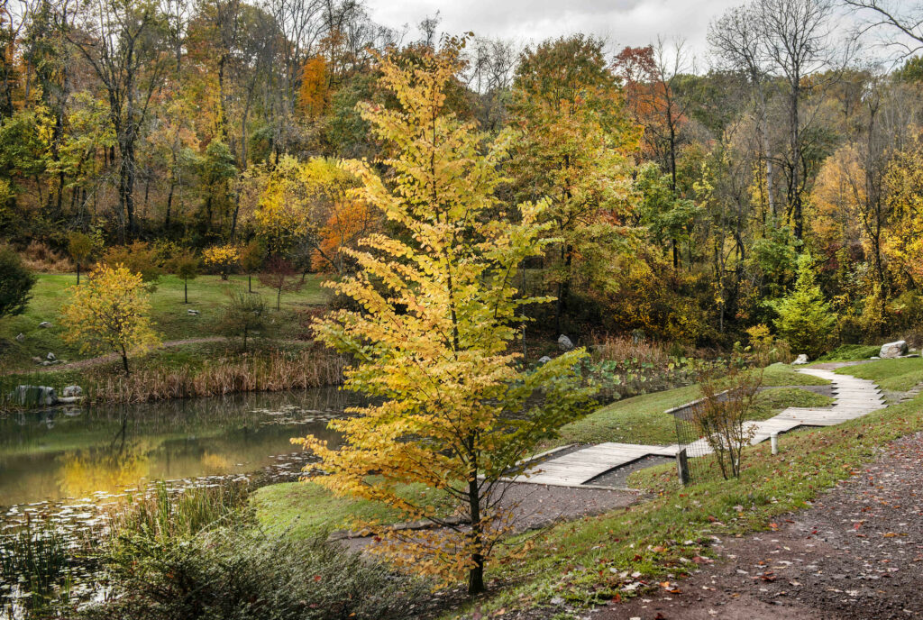 A photo of the grounds and color changing foliage in hues of yellow and orange at the Pittsburgh Botanical Garden.