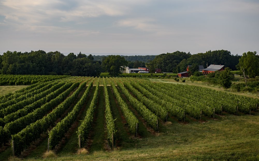 A vineyard in Erie, PA