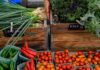 Farm to Table, Buy Local