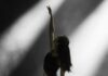 Arts and Entertainment: Season Announcements