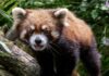 Giving Guide: The Pittsburgh Zoo and PPG Aquarium