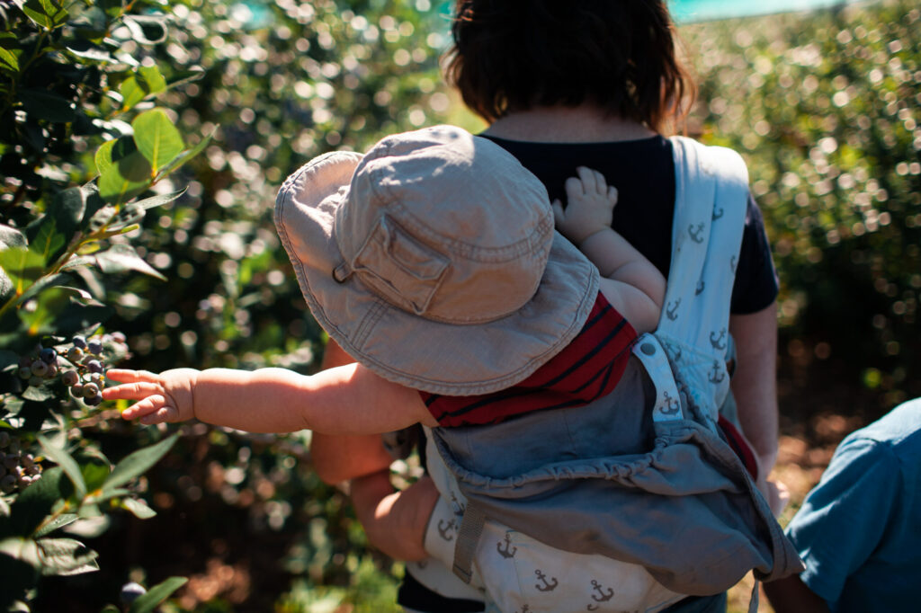 A baby wearing a wide-brim hat and strapped to a woman's back reaches to the left to grab pick your own blueberries from a farm in Pittsburgh.