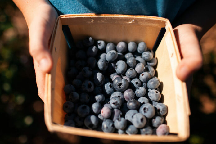 Blueberry Farms Two white hands hold locally sourced blueberries in a small wooden container.