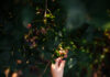 Lower Your Food Miles with These Western PA Berry Farms A child's arm reached upwards to pick blueberries from a bush. A perfect way to celebrate Earth Day.