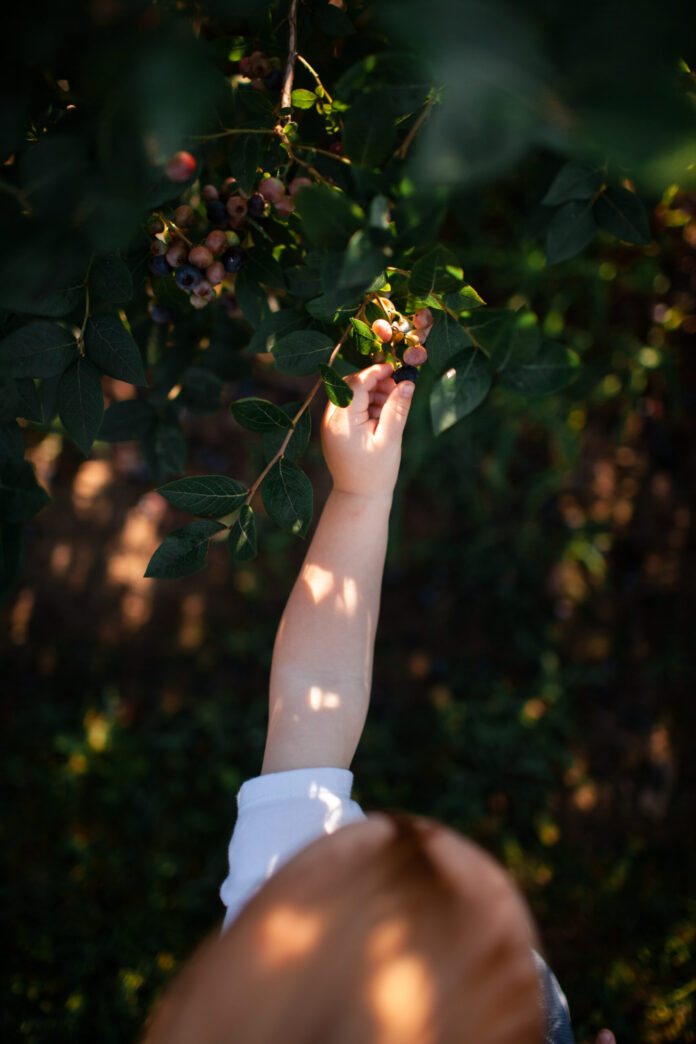 Blueberry Farms A child's arm reached upwards to pick blueberries from a bush. A perfect way to celebrate Earth Day.