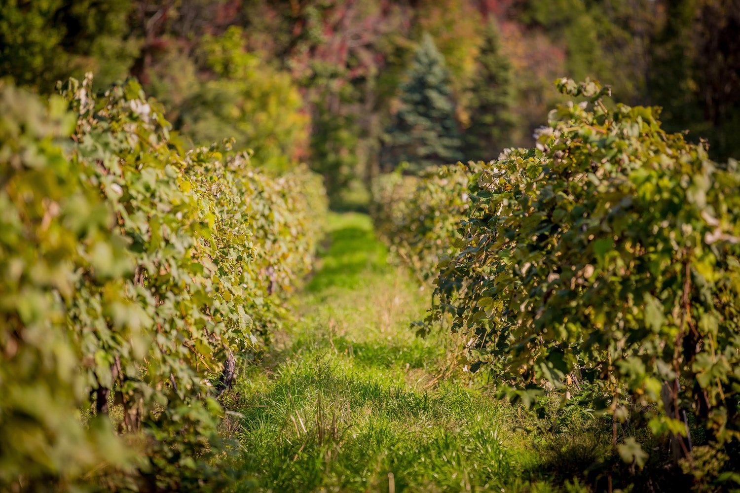 Rolling fields on green — an aisle in Lake Erie Wine Country