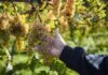 6 Erie Region Wines That Merit National Attention The hand of a man wearing a blue jacket touching a bunch of white wine grapes on the vine