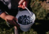Pick‑Your‑Own Berries Around Pittsburgh Two white hands hold locally sourced blueberries in a small metal pail from a pick your own blueberry farm in Pittsburgh.