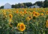 4 Farms for Sunflower Picking Near Pittsburgh a field of sunflowers with white barn buildings in the background