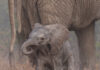 This Travel Company Specializes in Photographic Safaris a baby elephant