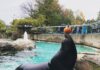 Family-Friendly Halloween Events in Pittsburgh A sea lion with a pumpkin balanced on its nose.