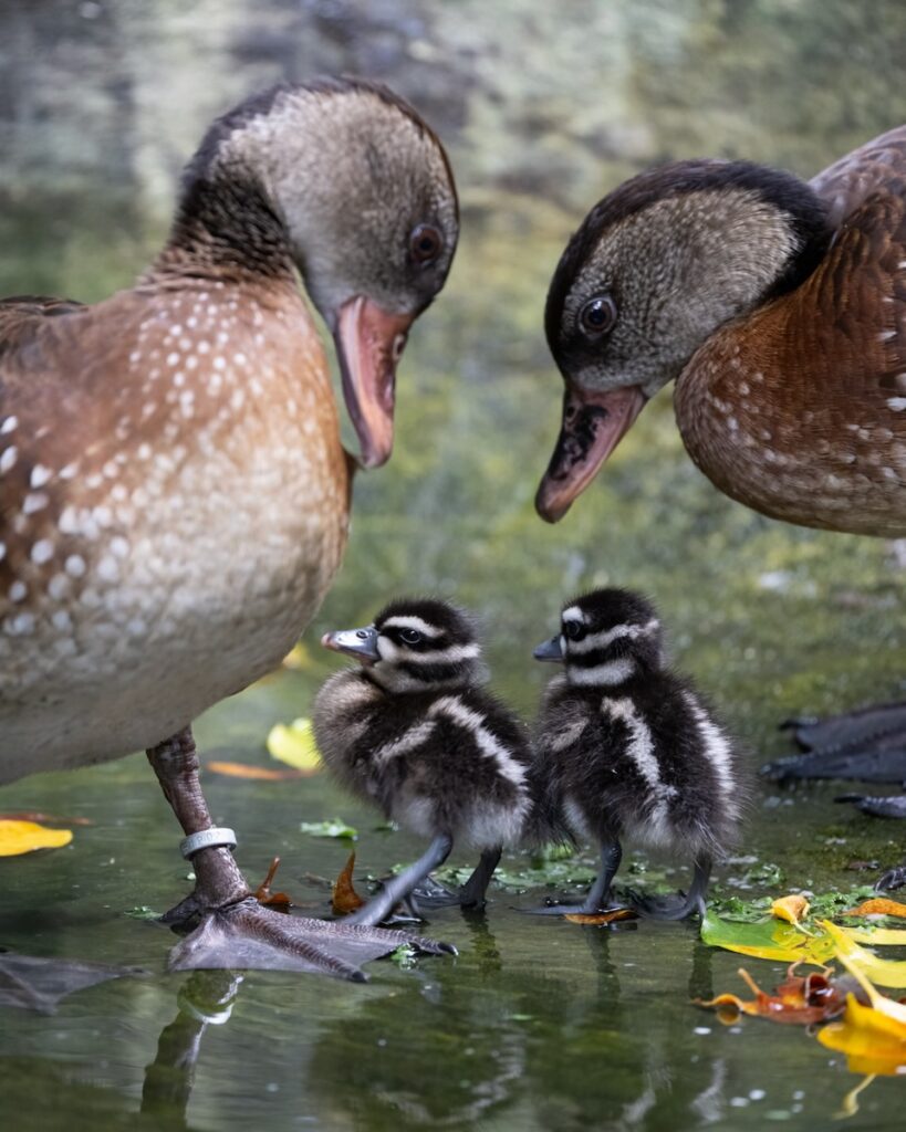 Two billed ducks stand in water looking down at their 2 white and black baby duckling in the water.