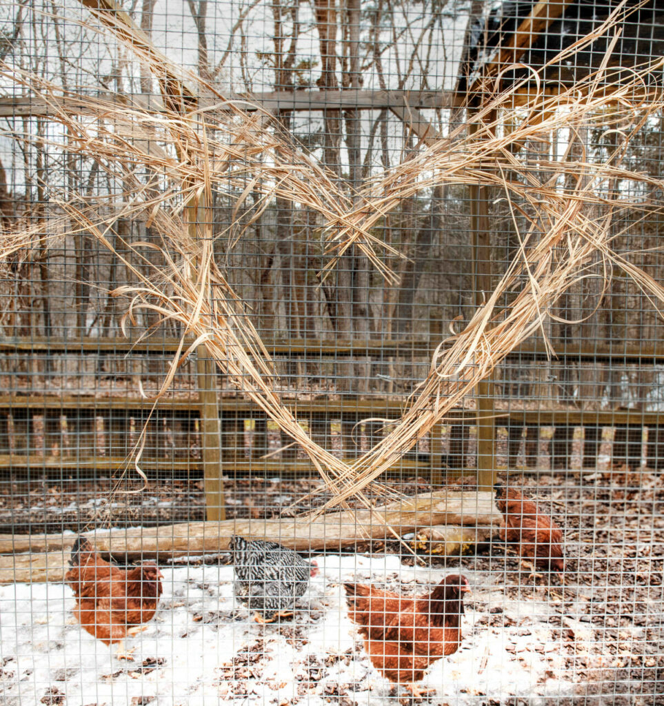 A heart made out of straw sits in the gate spokes that hold four chickens.