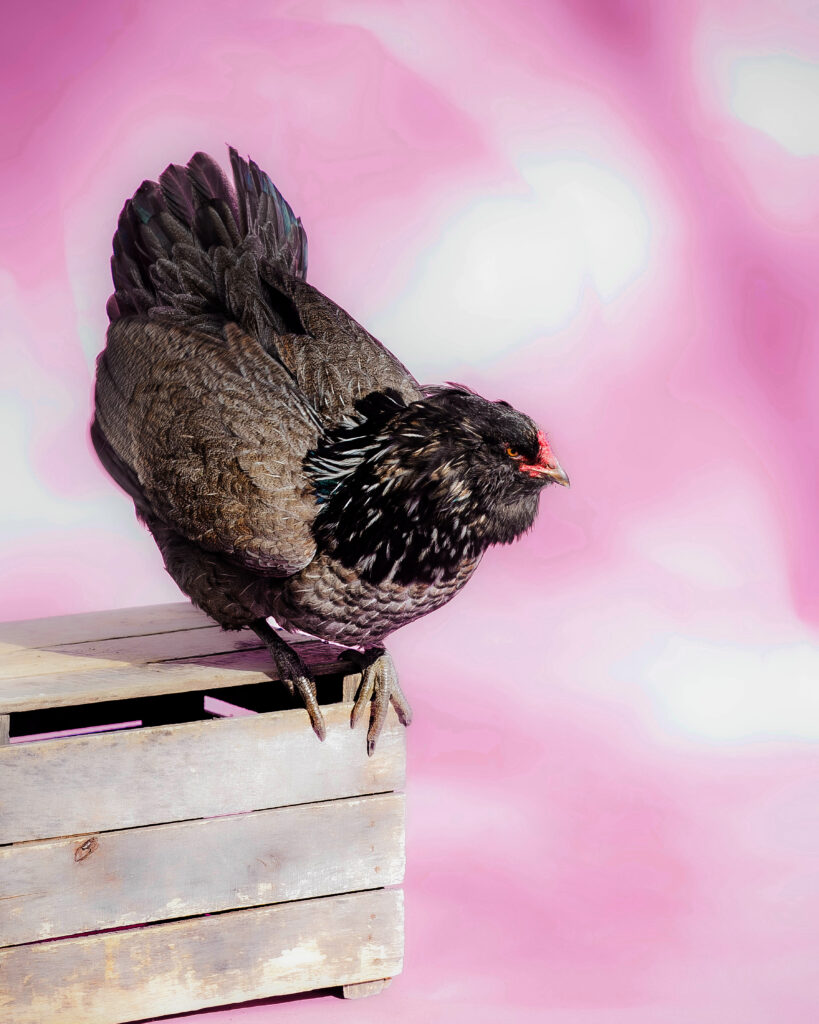 A chicken leans forward as if about to jump off a wooden crate in front of a pink backdrop.