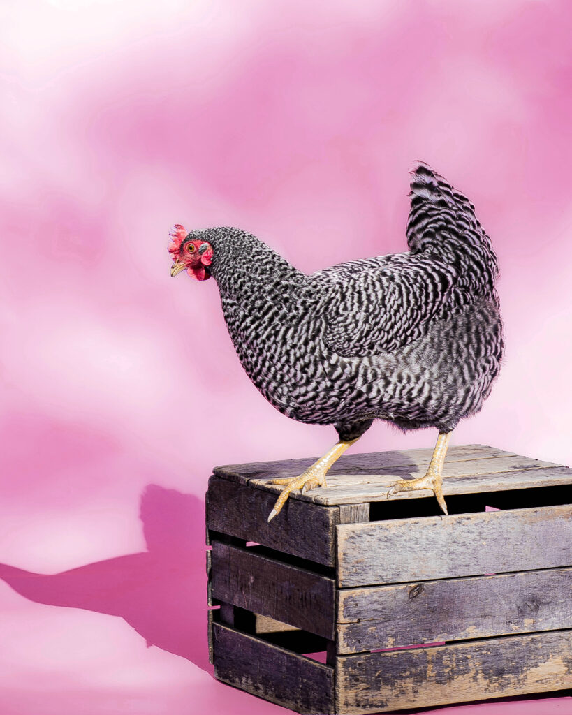 A chicken stands on a wooden crate in front of a pink background.