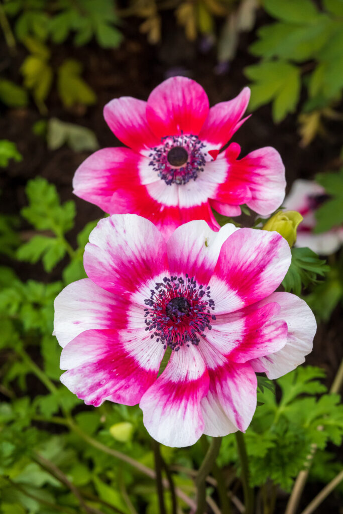 Two flowers show bursts of vibrant hot pink and white against a green leaf background.