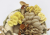 Farm to Table Supports Local Western PA Farms A variety of different local mushrooms from a Western PA farm in the shades of yellow, brown, and beige arranged in a circle on a white background.