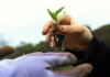 9 Earth Day Events in Pittsburgh One person without gloves hands a small plant to someone with purple gardening gloves.
