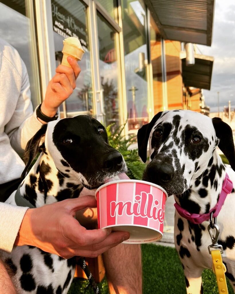 Two dogs sit beside their owner while enjoying a bowl of Millie's ice cream in Pittsburgh.