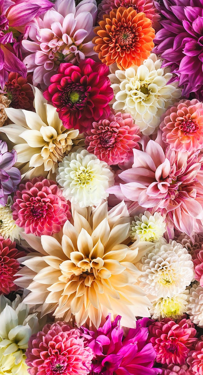 A variety of blooming flowers in pink, yellow, purple, and white from a local Pittsburgh flower shop.