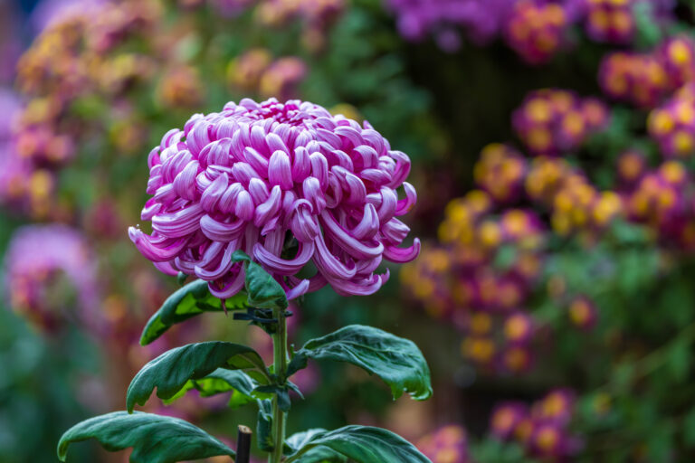 Fall Flower Show 768x512