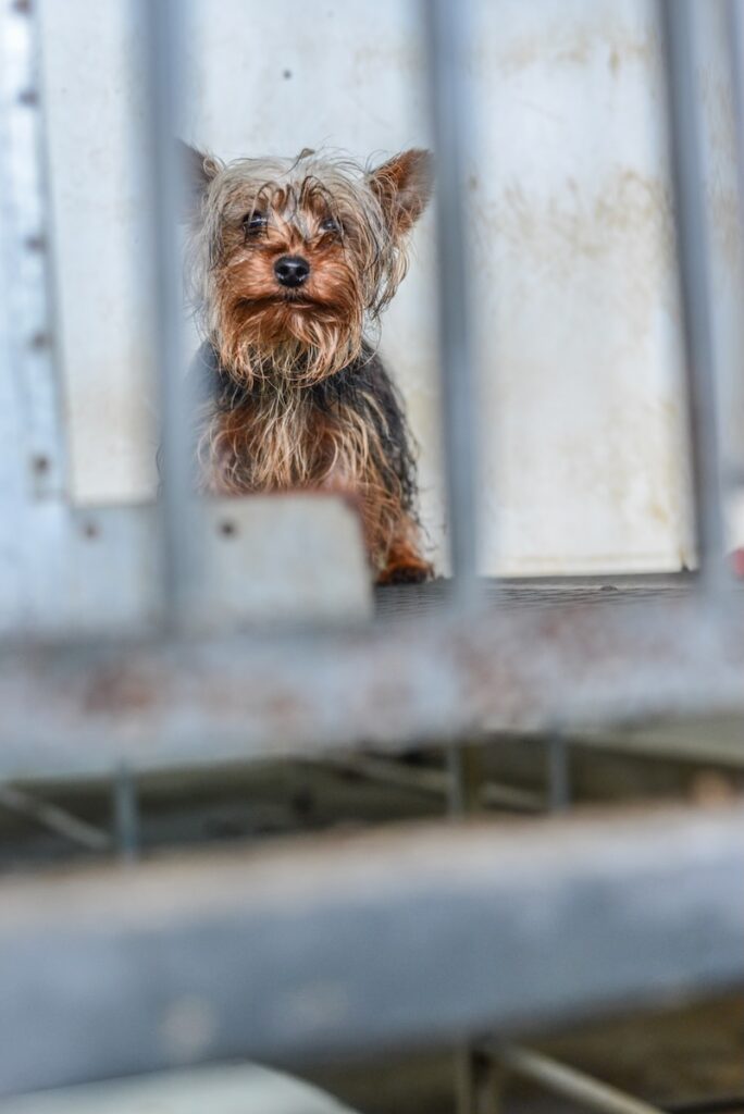 A small brown terrier dog stands behind a fence, looking through the slots.