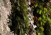 Must-Shop Pittsburgh Holiday Markets and Nurseries Various strings of pine hang in green and white colors with pinecones throughout.