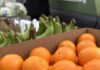 Giving Guide 2025: The Westmoreland Food Bank A box of oranges.