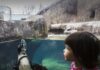 5 Pittsburgh Events This Weekend (December 30-January 5) A little girl in overalls looks at a penguin swimming in an aquarium tank.
