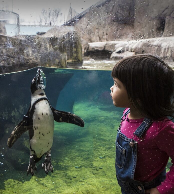 A little girl in overalls looks at a penguin swimming in an aquarium tank.