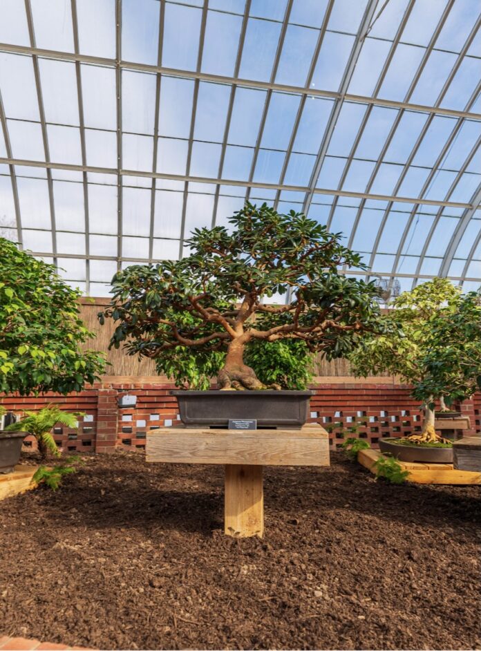Three small bonsai trees sit on small wooden stands in the middle of a greenhouse at Phipps in Pittsburgh.