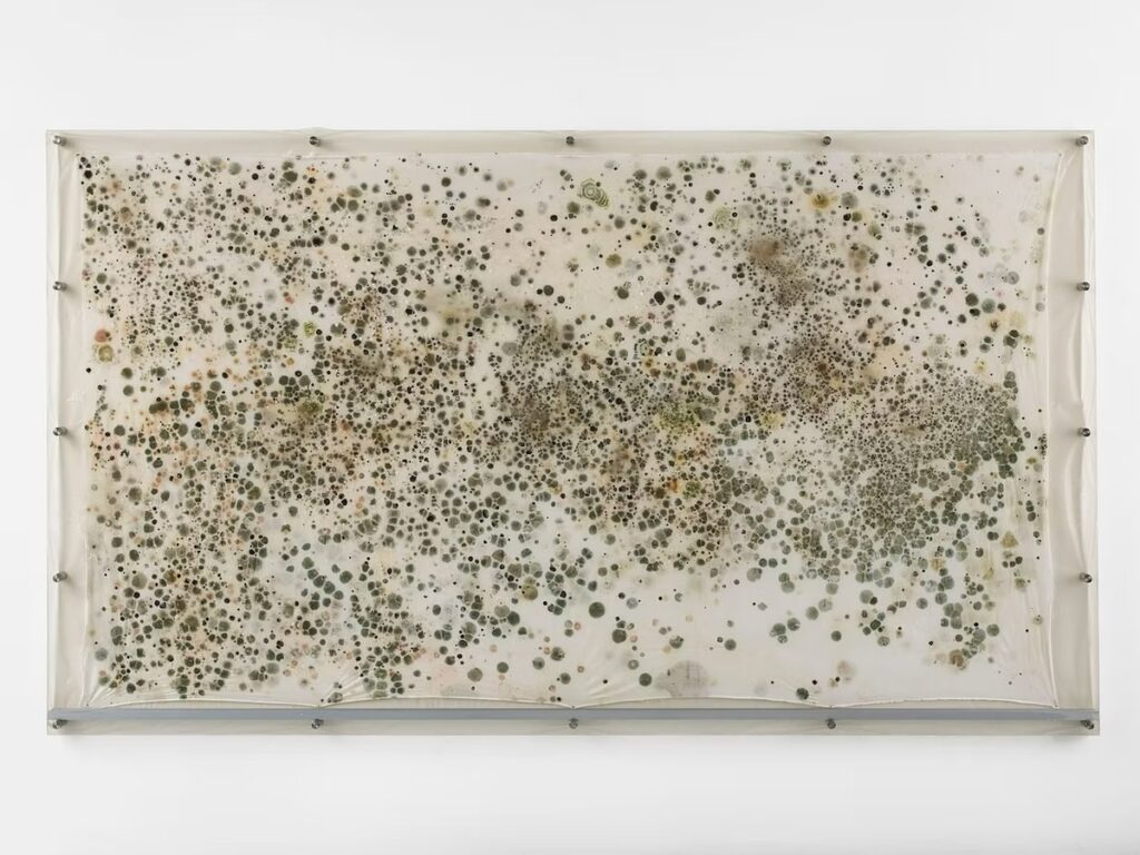 A piece of muslin with...mold? on it, by Gala Porras-Kim. Yes, it's really art. 