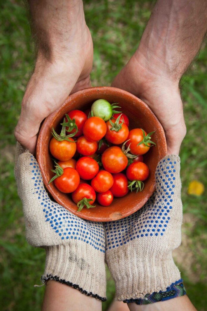 A person in farm glovers passes a bowl of little tomatoes from a CSA in Pittsburgh to another person's hands.