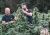 Trying Legal THC or CBD For the First Time in Pittsburgh Three workers at a Pittsburgh THC and CBD farm pull on different parts of a hemp plant.