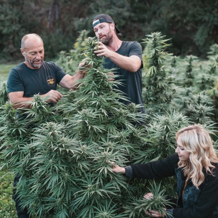 Three workers at a Pittsburgh THC and CBD farm pull on different parts of a hemp plant.