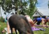 Spring into Spring Classes and Workshops in Pittsburgh A pig yoga spring class from Pigsburgh Squealers' Rescue