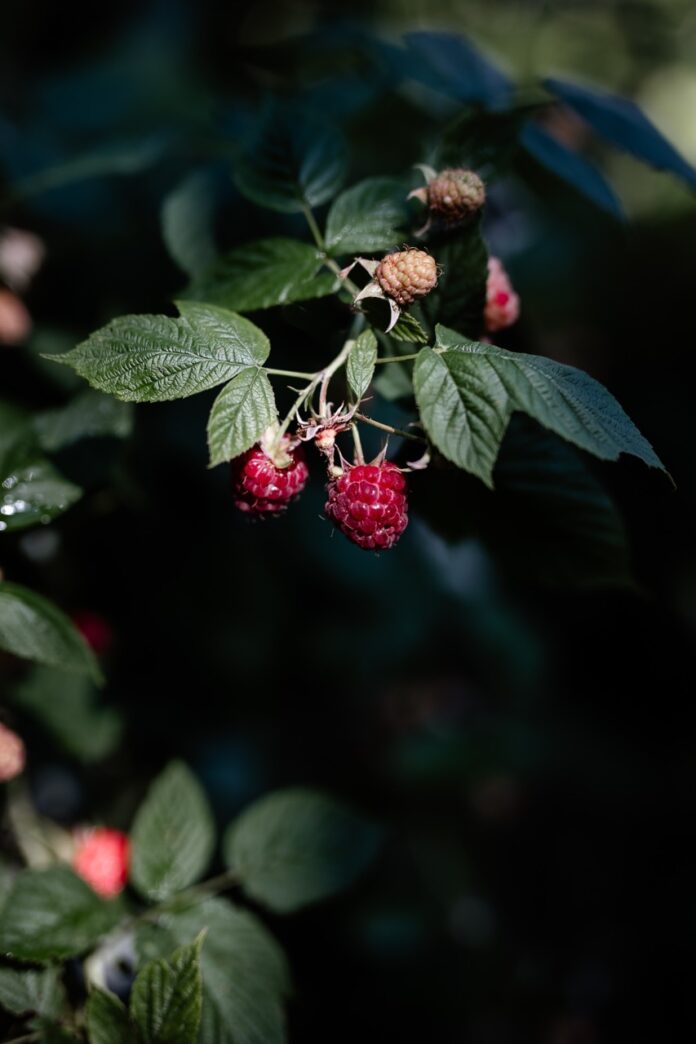 Raspberry Foraging (and raspberry hand pies!) A backyard bush of raspberries ready for foraging in the sunshine.