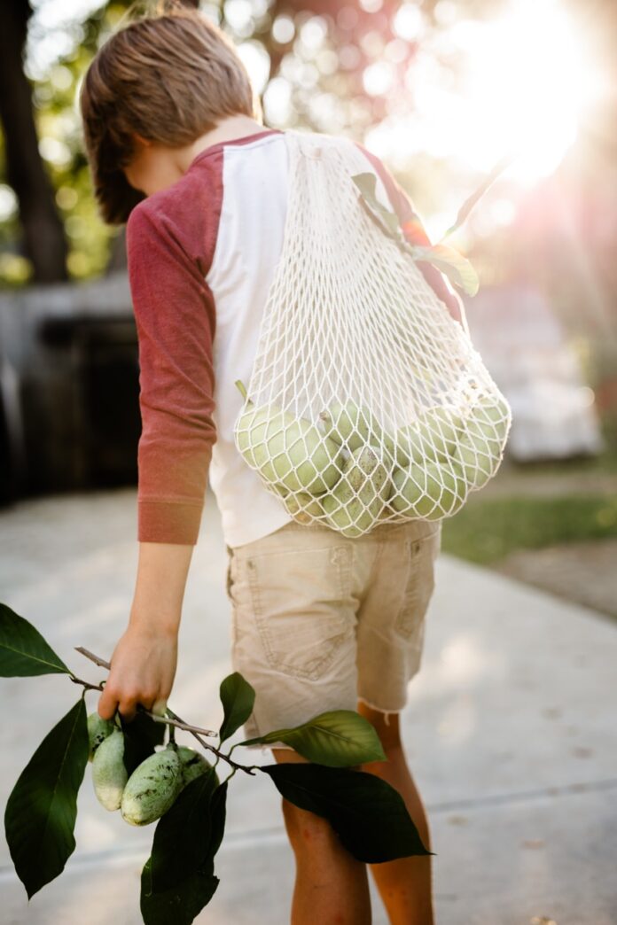 Foraging Pawpaw Fruits and Making Ice Cream A young boy carries a net bag of pawpaw fruits from foraging over his shoulder and one of the fruits in his other hand.