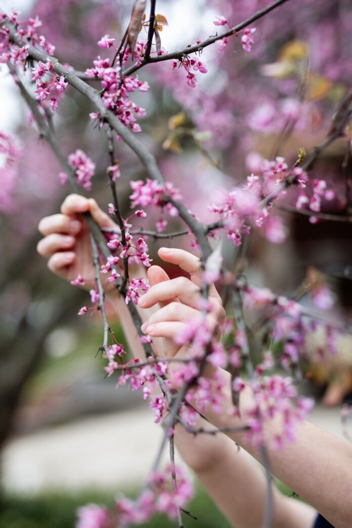 Foraging Redbuds and Making Lemonade Small hands pick redbuds from a tree branch.