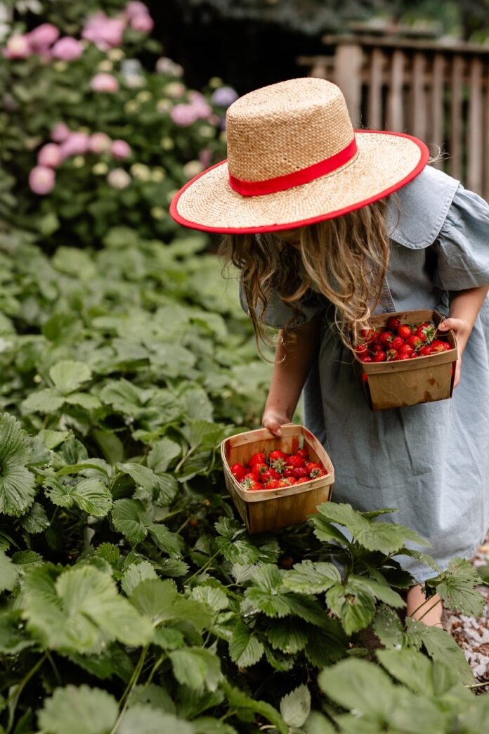 Strawberry Field Foraging A little girl goes foraging through a strawberry garden in a red sunhat and blue dress.