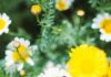 Your 2025 Astrological New Year Horoscope White and yellow spring flowers scatter around a field as an orange and black butterfly sits on one of the flowers.