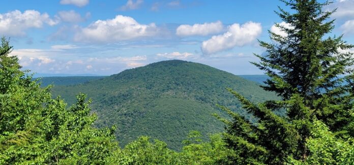 The forest at Spruce Knob, the highest point in West Virginia
