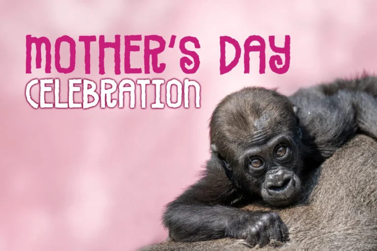 25 MothersDayCelebration WebEvent 768x512