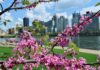 Where to See Spring Flowers Near Pittsburgh Redbuds, a popular spring flower, grow over a view of the Pittsburgh skyline.