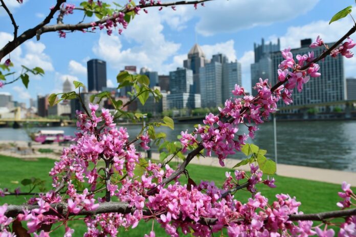 Redbuds, a popular spring flower, grow over a view of the Pittsburgh skyline.