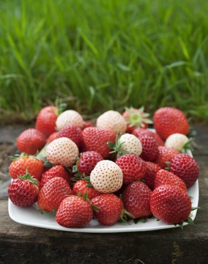 The Origins of the Strawberry A white plate in front of a field of grass holds various strawberries in red and white color.