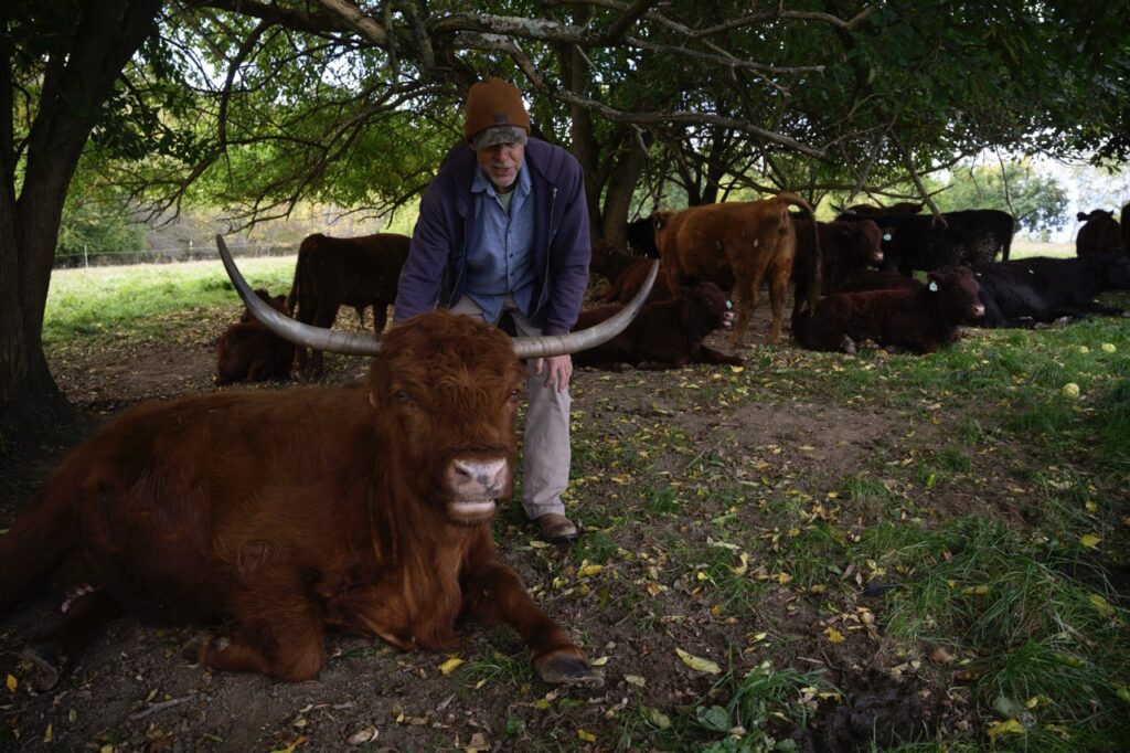 A man stands behind a brown highland cow laying down on the ground.