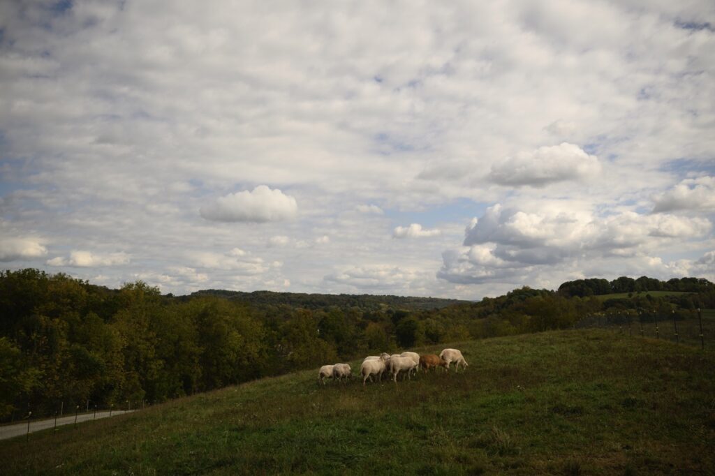 Various highland cows walk across the large field and hill at Pittsburgher Highland Farm/