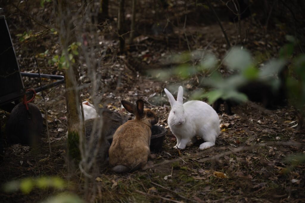 A white and brown rabbit stand in the dirt of the woods.